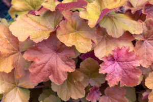 Heuchera 'Kassandra'